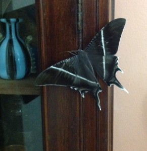 Moth resting in cupboard